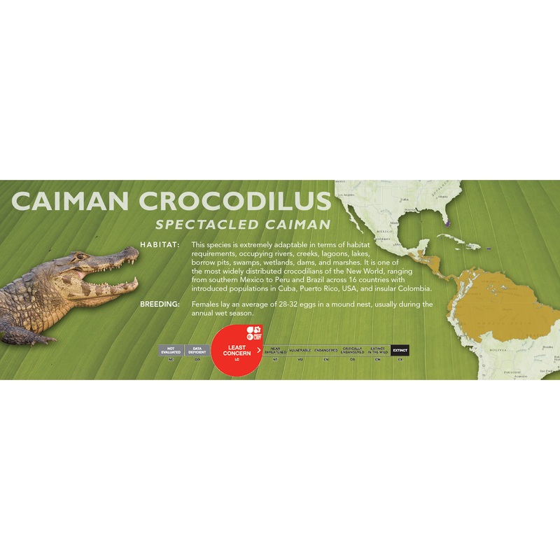 Spectacled Caiman (Caiman crocodilus) – Classic Vivarium Label