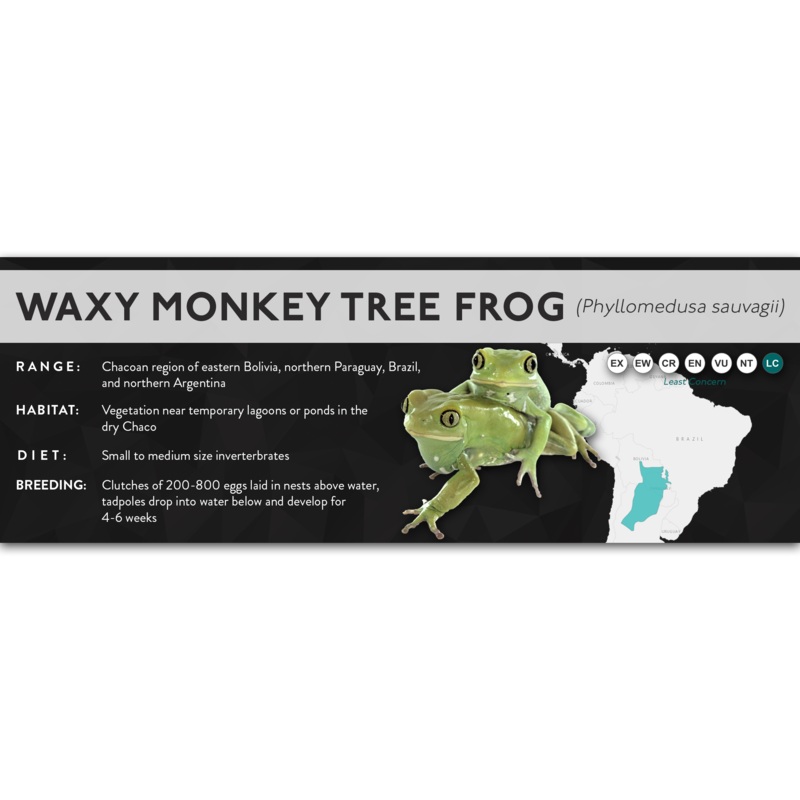 Waxy Monkey Tree Frog (Phyllomedusa sauvagii) – X Label Laminated Paper