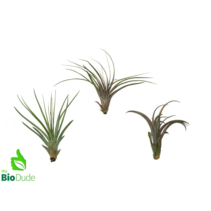 XL Tillandsia Bromeliad – Assorted 5-10″