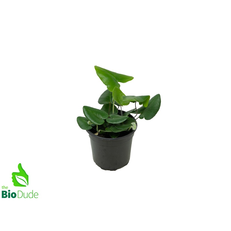 4″ Pot Heart Fern