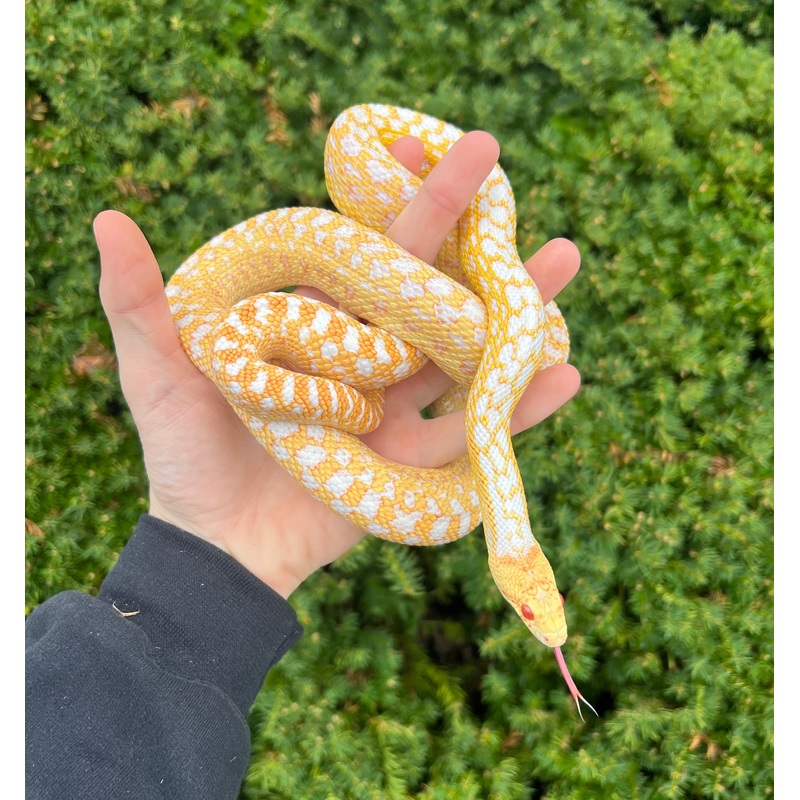 Adult Albino Applegate San Diego Gopher Snake (Male 1)