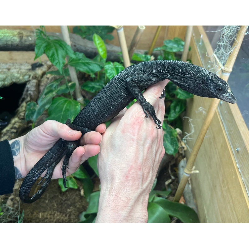 Adult Black Tree Monitor (Female)