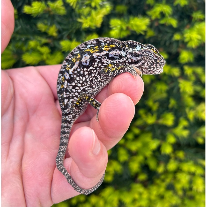Adult Carpet Chameleon (Female)