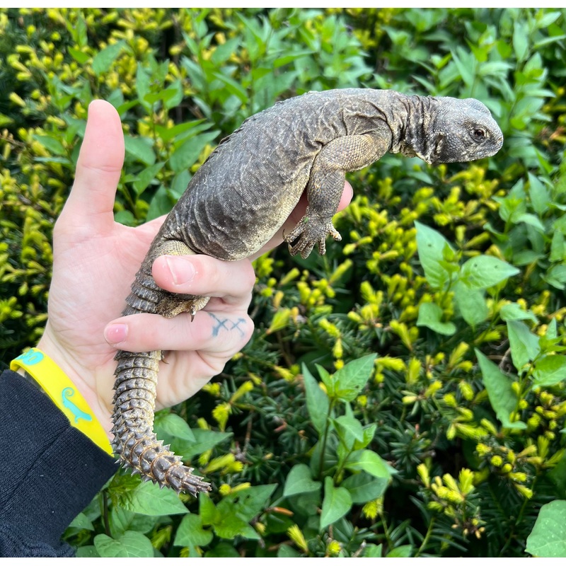 Adult Egyptian Uromastyx (2)
