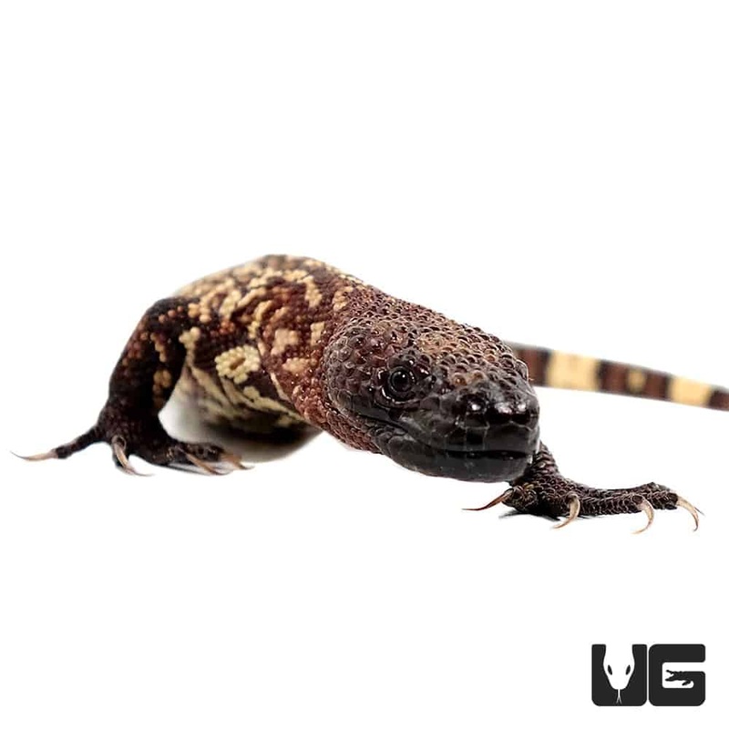 Baby Mexican Beaded Lizard For Sale