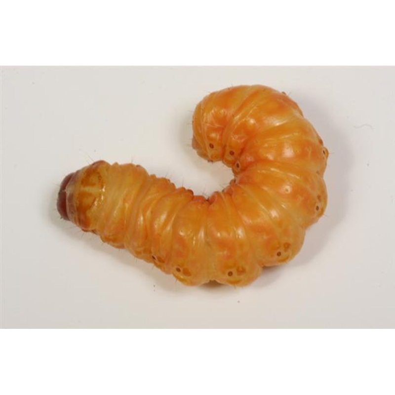 Butter Worms 1