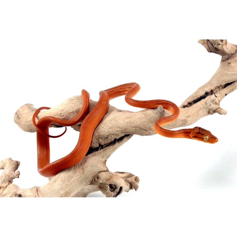 CB Red Amazon Tree Boa