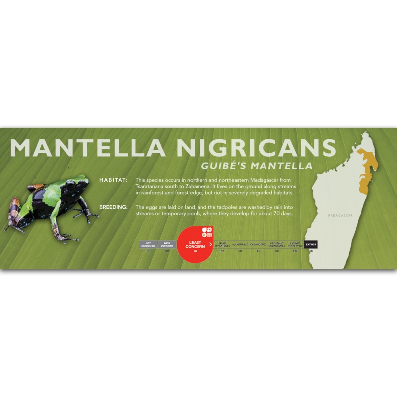 Mantella nigricans (Guib’s Mantella) – Classic Vivarium Label