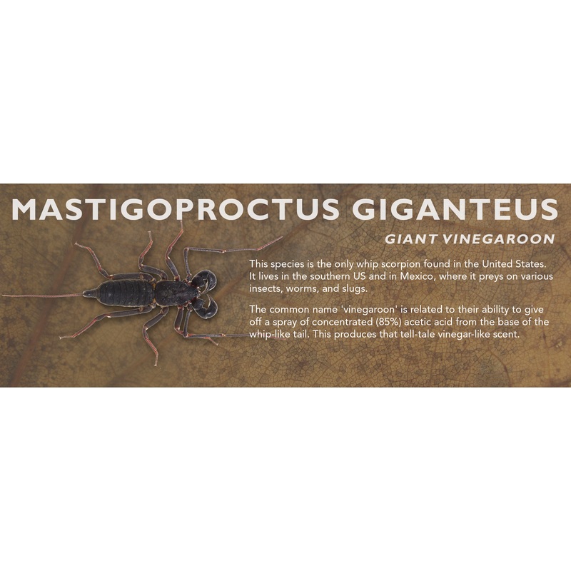Mastigoproctus giganteus – Giant Vinegaroon Label Standard Size 7″ x 2.5″
