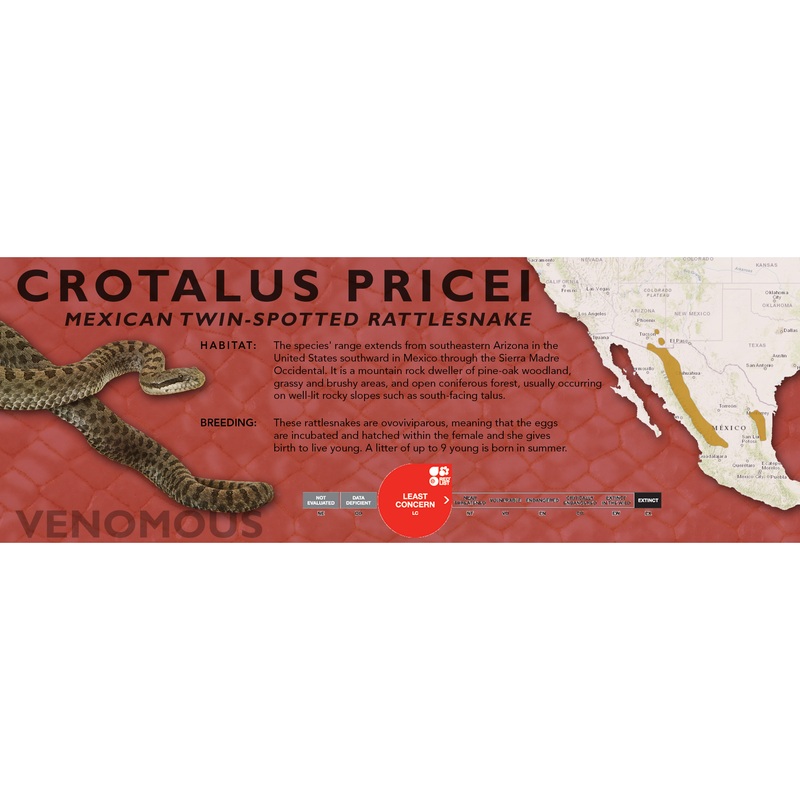 Mexican Twin-Spotted Rattlesnake (Crotalus pricei) Classic Vivarium Label Original