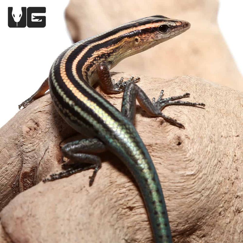 Pacific Blue Tailed Skinks for sale