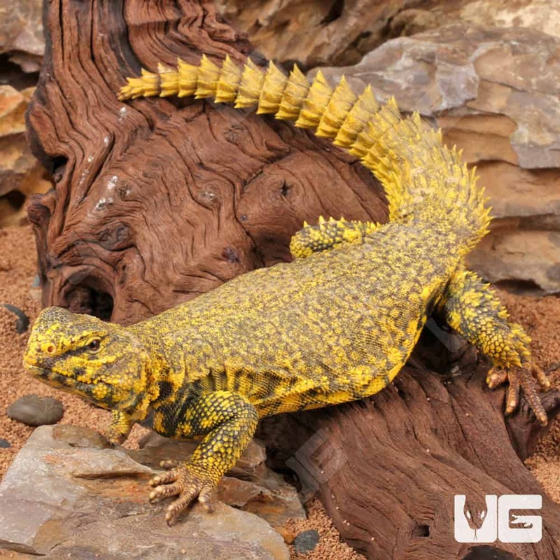 Saharan Yellow Uromastyx For Sale