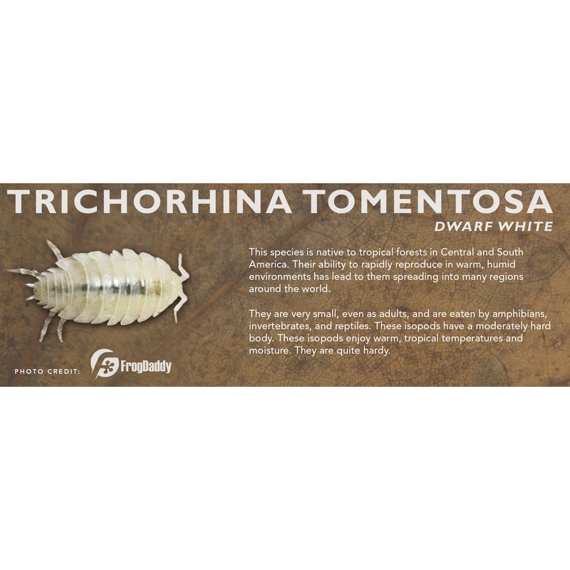 Trichorhina tomentosa (Dwarf White) – Isopod Label Standard Size 7″ x 2.5″