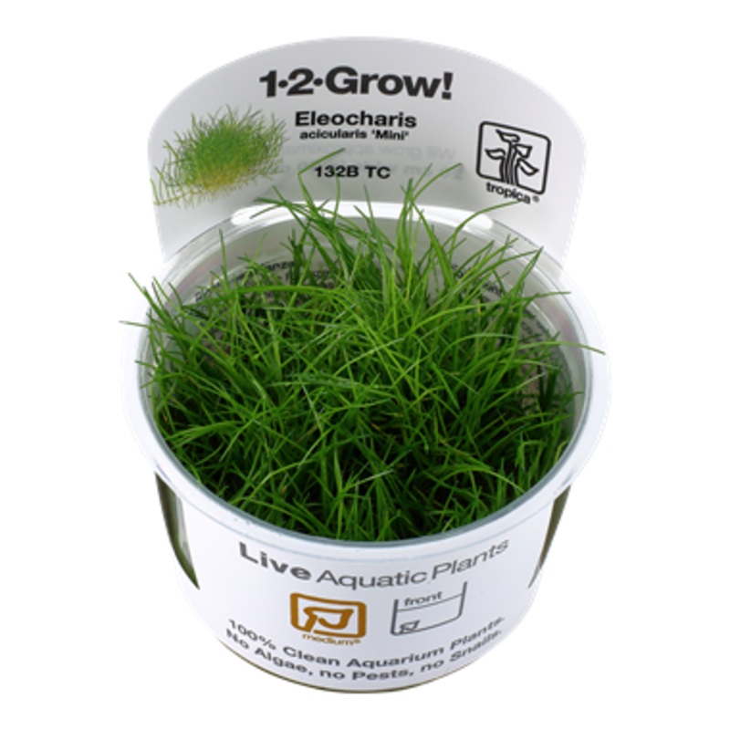 Tropica Eleocharis pusilla 1-2-Grow