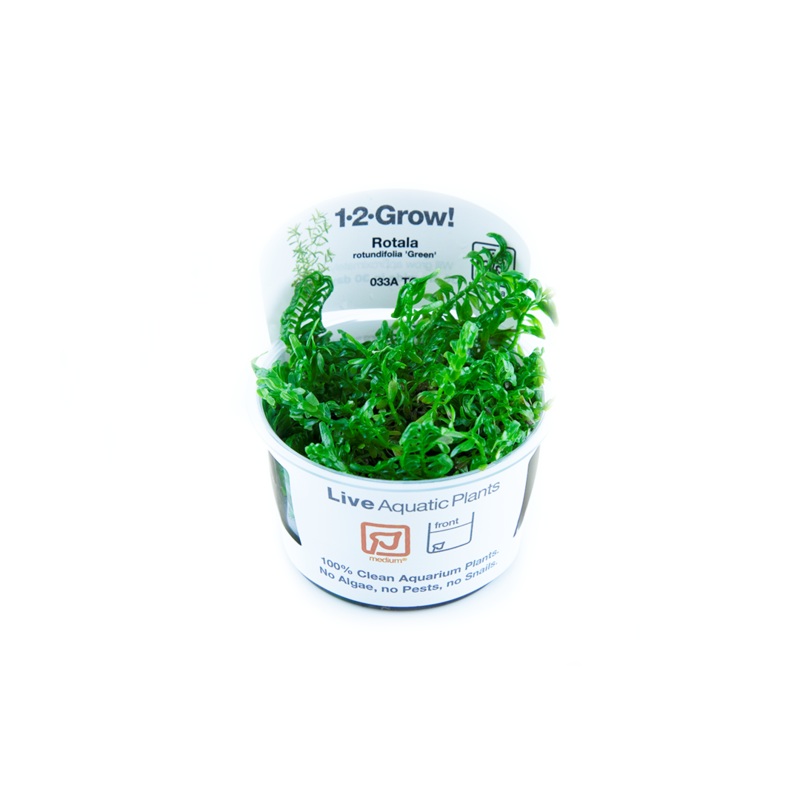 Tropica Rotala rotundifolia Green 1-2-Grow