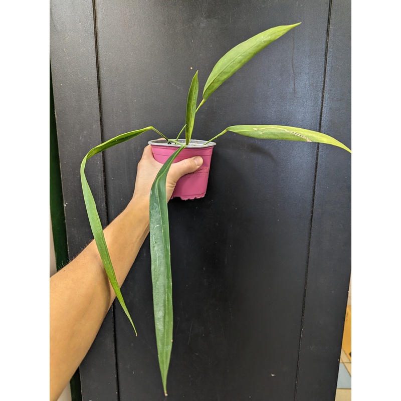 Anthurium pendens