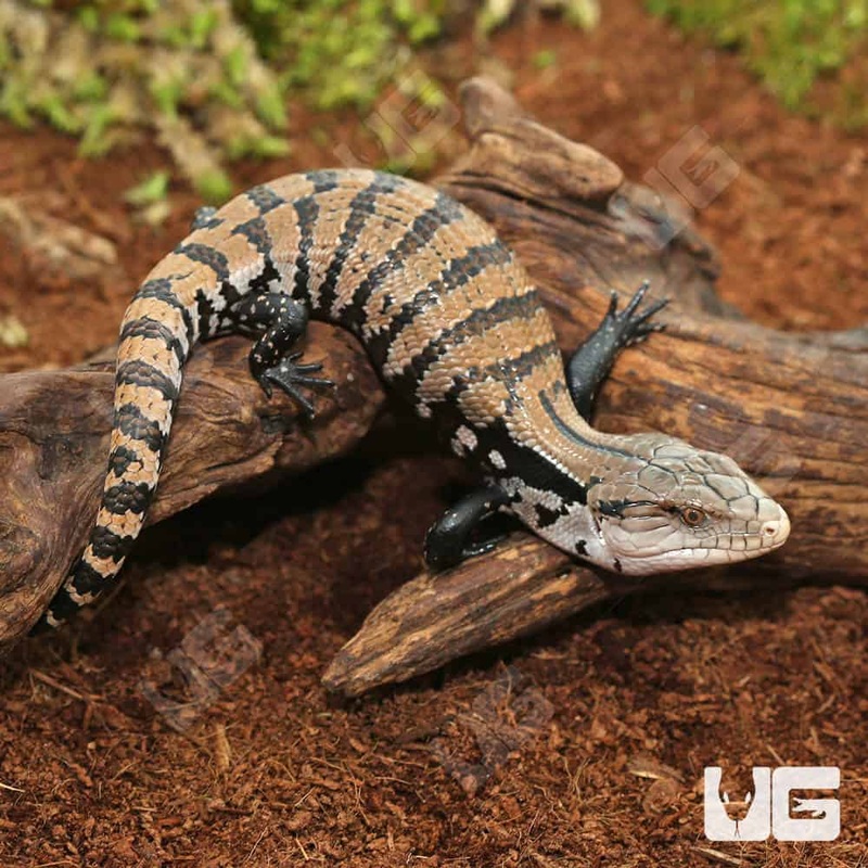 Baby Merauke Blue Tongue Skinks (Tiliqua gigas) For Sale