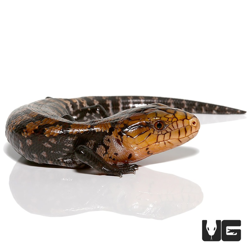 Baby Timika Blue Tongue Skink