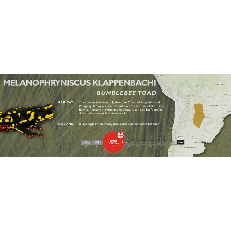 Bumblebee Toad (Melanophryniscus klappenbachi) – Classic Vivarium Label