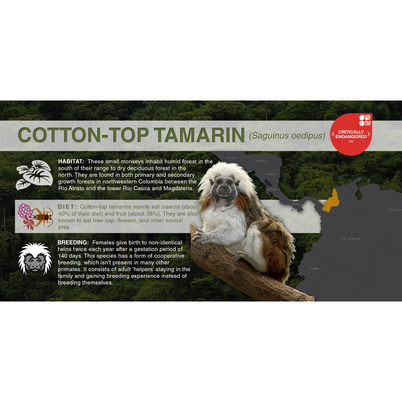 Cotton-Top Tamarin (Saguinus oedipus) – Aluminum Sign No SmartShield