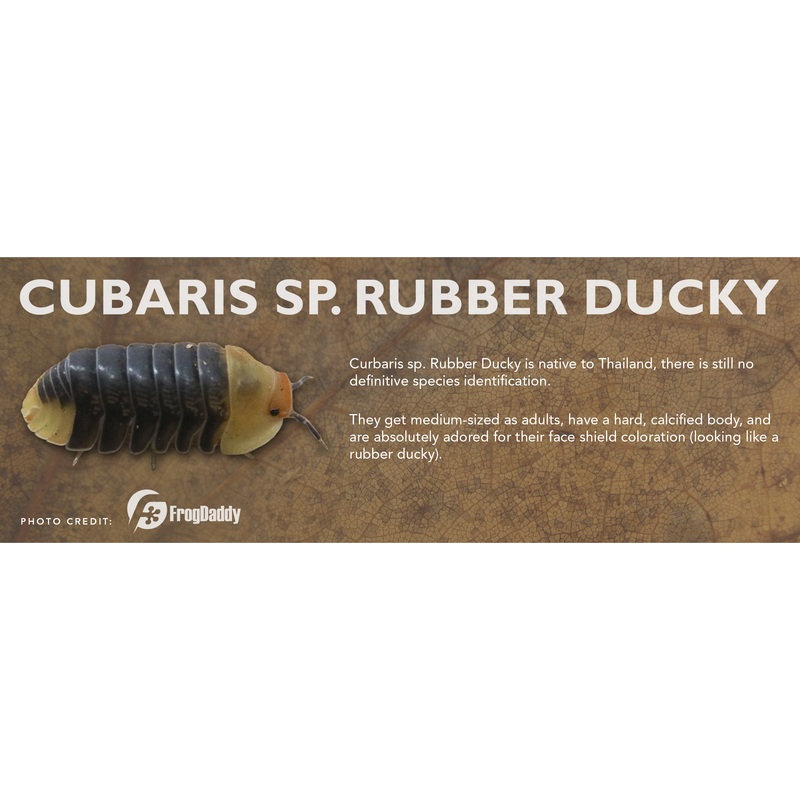 Cubaris sp. Rubber Ducky – Isopod Label Standard Size 7″ x 2.5″ Standard