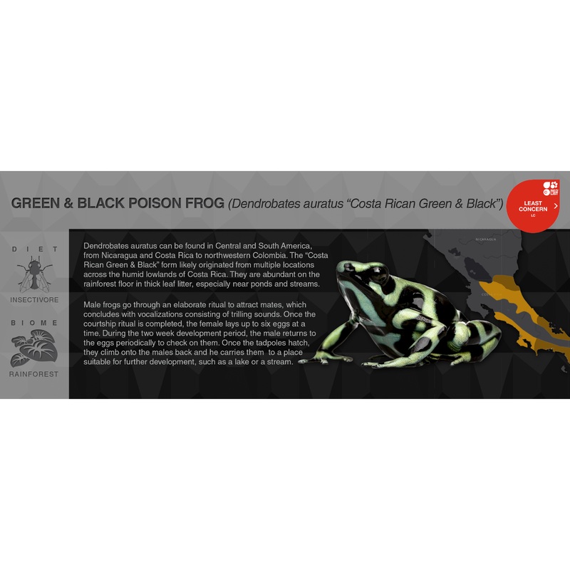 Green & Black Poison Frog (Dendrobates auratus) – Black Series Vivarium Label Costa Rican Green & Black Black