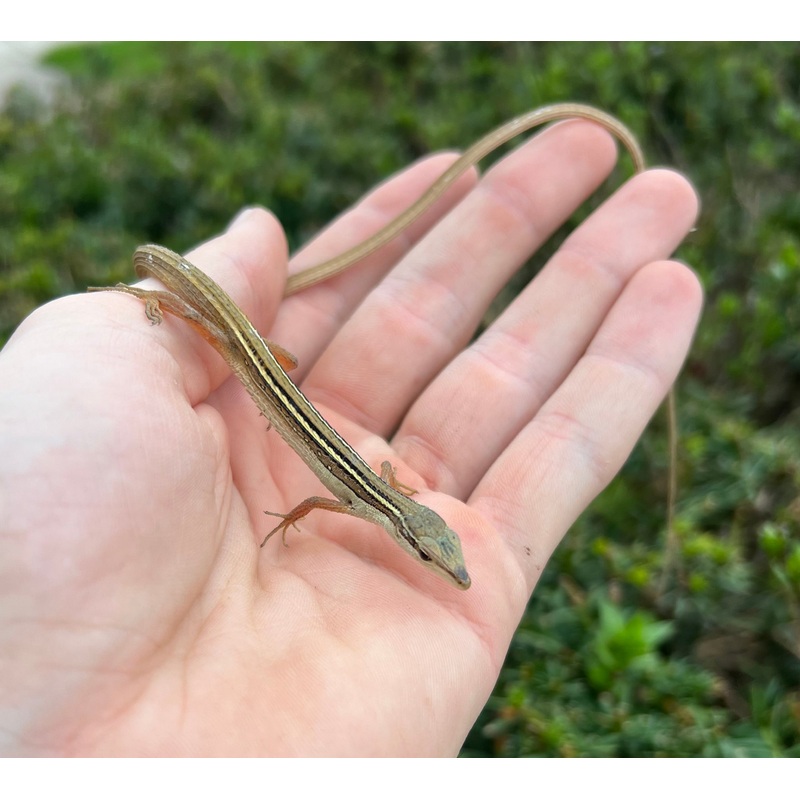 Long-Tailed Lizard