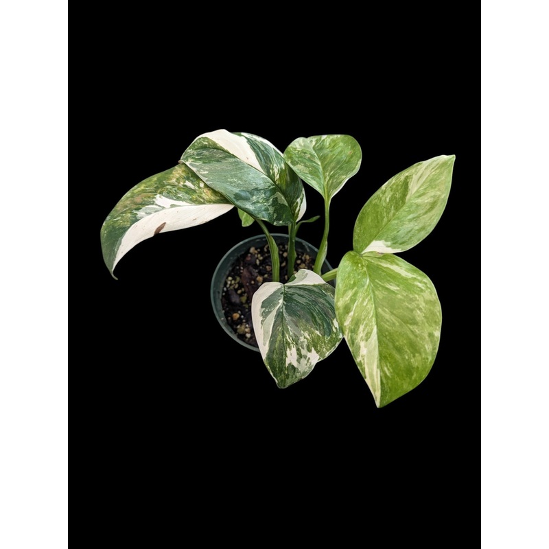 Monstera lechleriana albo 3″ Pot
