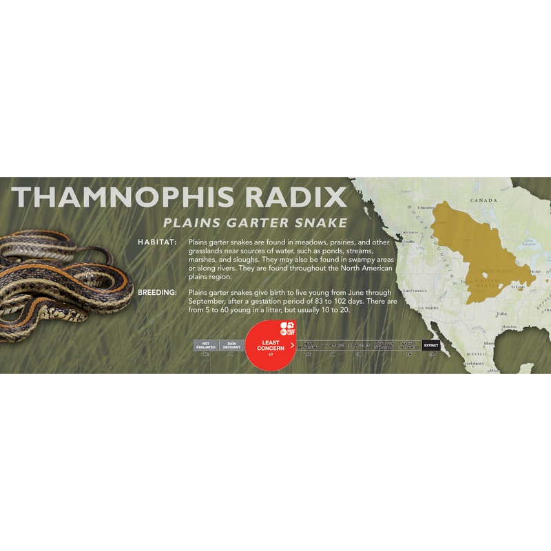 Plains Garter Snake (Thamnophis radix) Classic Vivarium Label