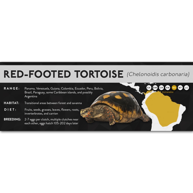 Red-Footed Tortoise (Chelonoidis carbonaria) – X Label Laminated Paper