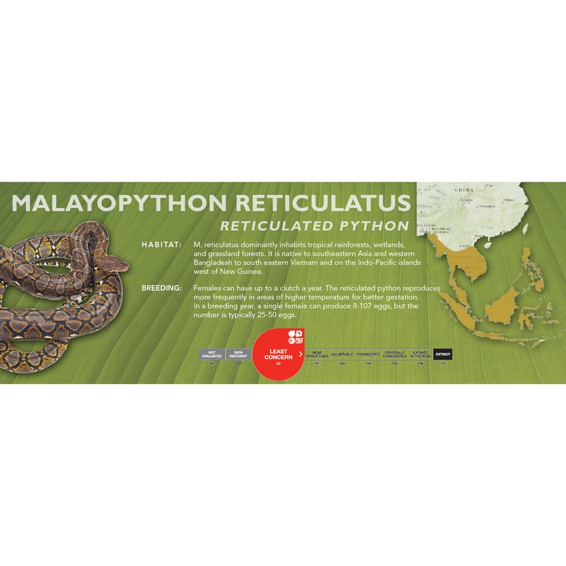 Reticulated Python (Malayopython reticulatus) Classic Vivarium Label Standard