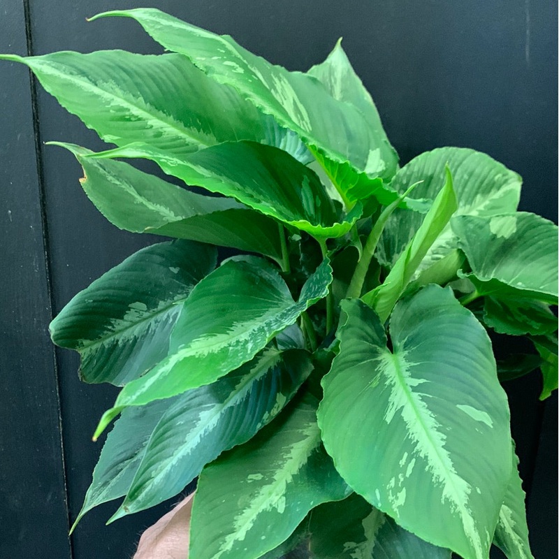 Schismatoglottis wallichii variegated 6″ Pot
