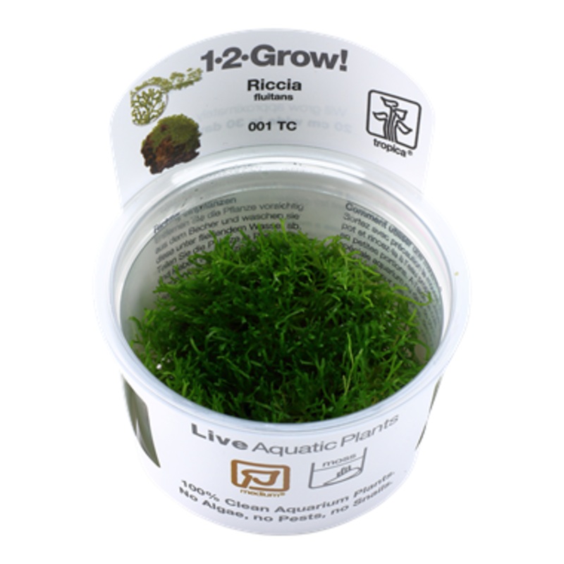 Tropica Riccia fluitans 1-2-Grow