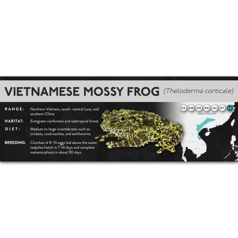 Vietnamese Mossy Frog (Theloderma corticale) – X Label Laminated Paper
