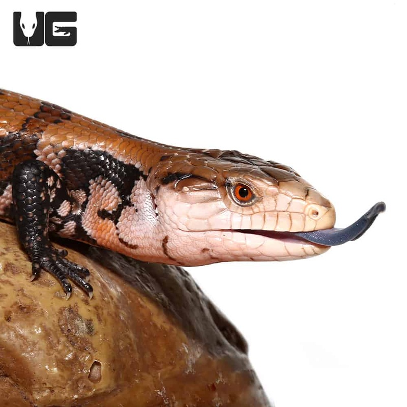 Yearling Irian Jaya Blue Tongue Skinks For Sale