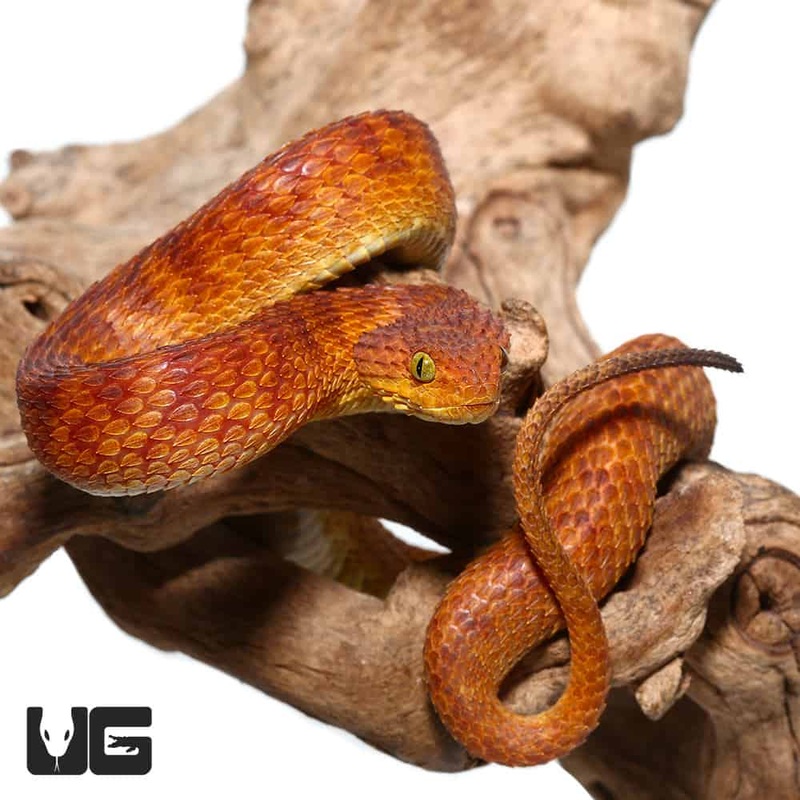 2021 Female Orange With Red Stripes Squamigera Bush Viper (Atheris squamigera) For Sale