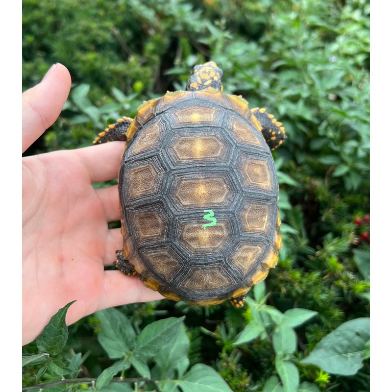5 Yellow-Foot Tortoise (3)
