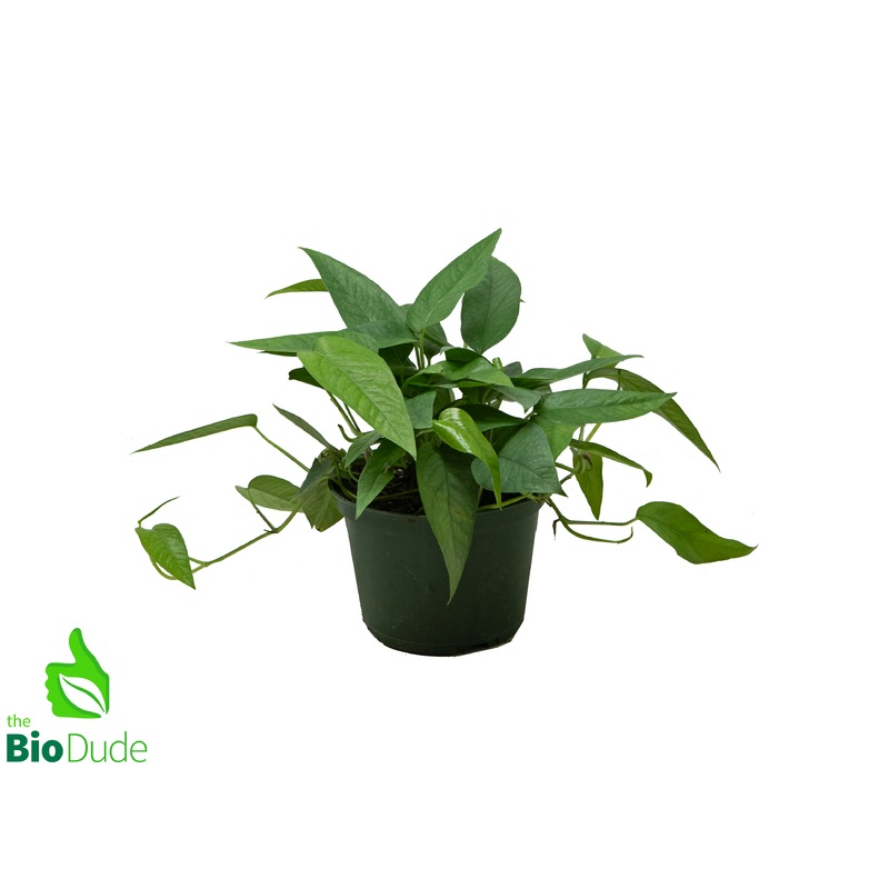 6″ Pot Pothos Cebu Blue