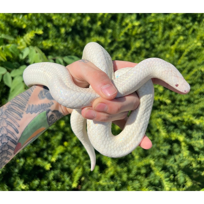 Adult Albino Sunbeam Snake (Female)