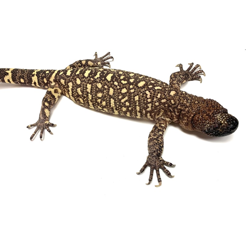 Adult Rio-Fuerte Beaded Lizard (1)