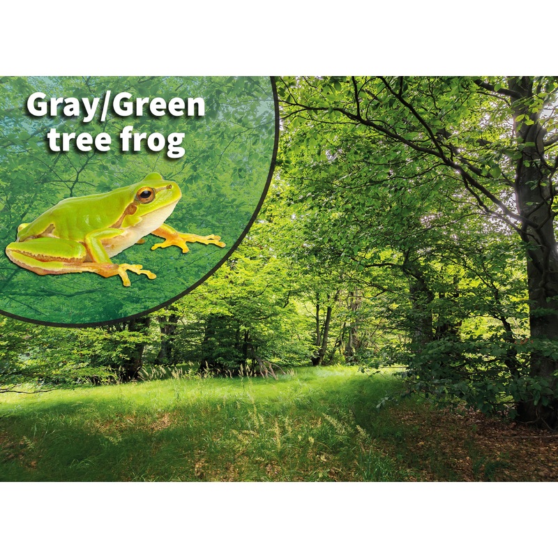 American Green Tree Frog (Dryophytes cinereus or Hyla cinerea) Bioactive Vivarium Kit 10 gallon