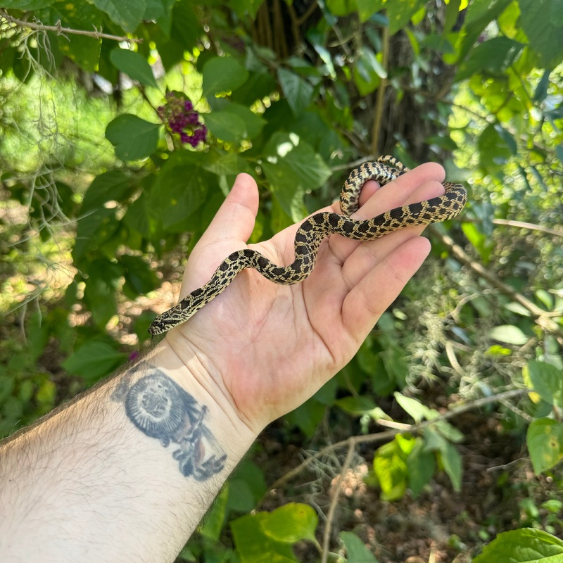 Baby Kansas Bullsnake Male