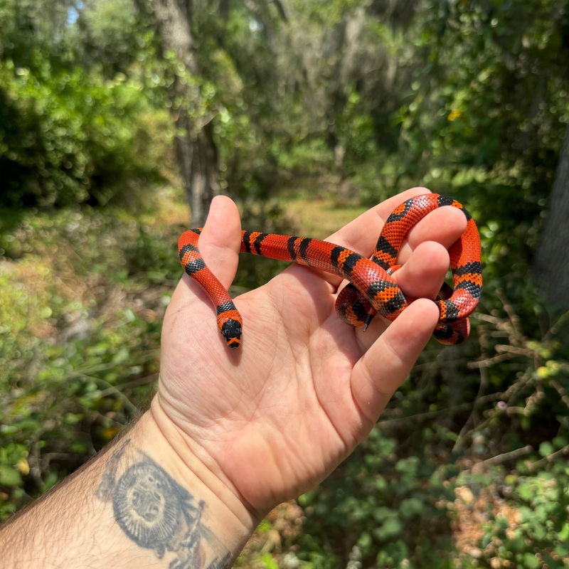 Baby Tangerine Honduran Milksnake