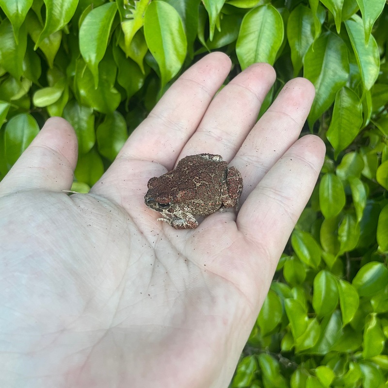 Berber Toad