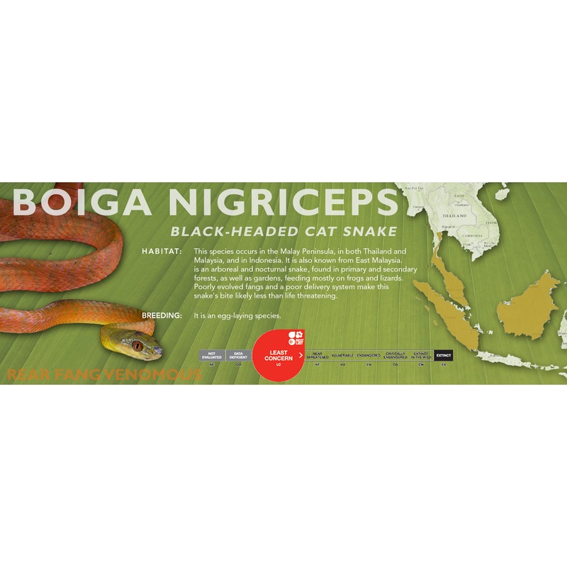Black-Headed Cat Snake (Boiga nigriceps) Classic Vivarium Label Original