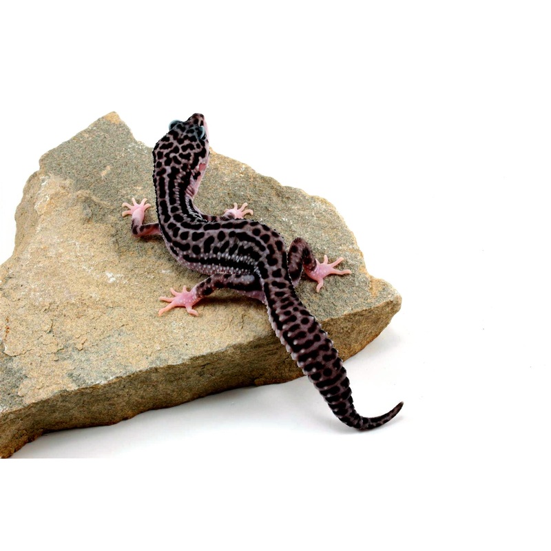 Black Night Supersnow Leopard Gecko