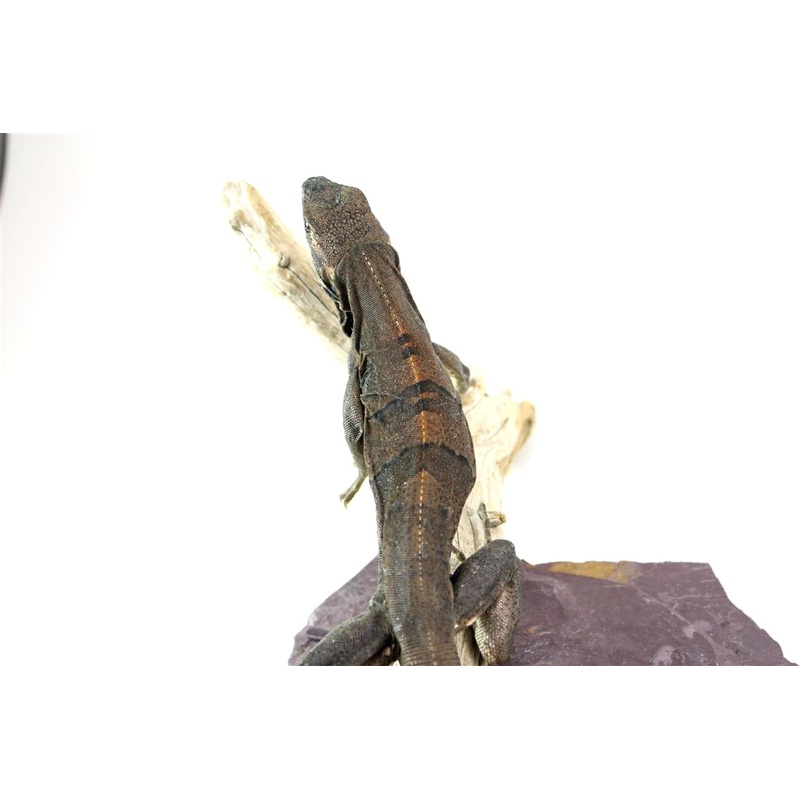 Black Spiny Tailed Iguana