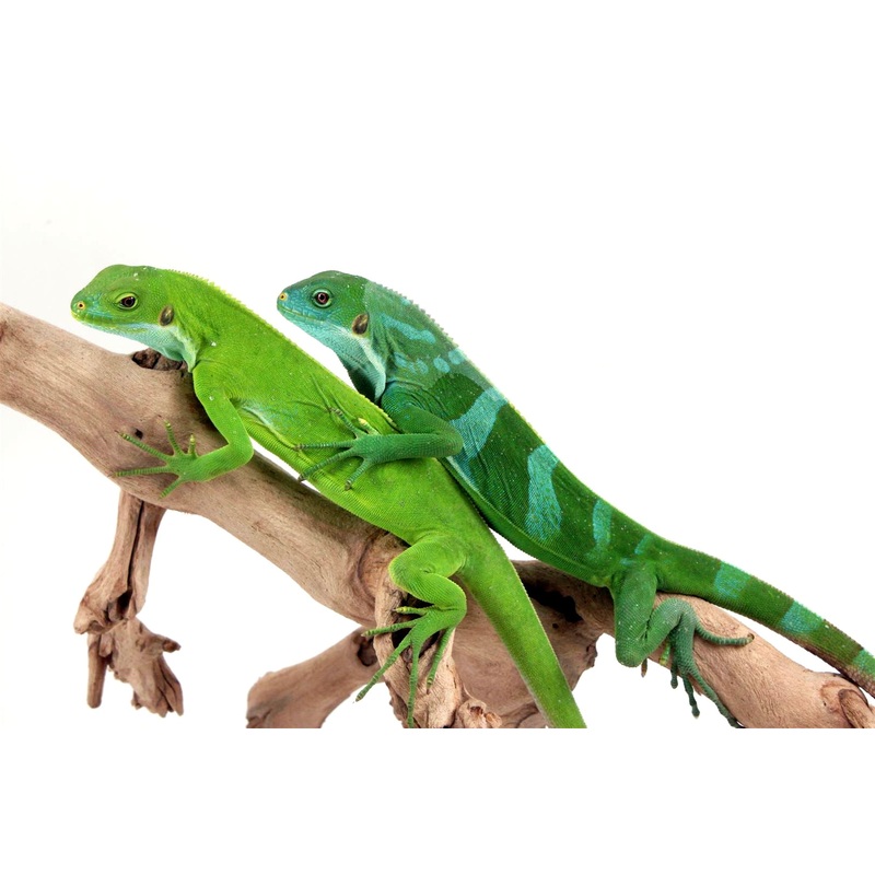 Bonded Pair Fiji Banded Iguanas