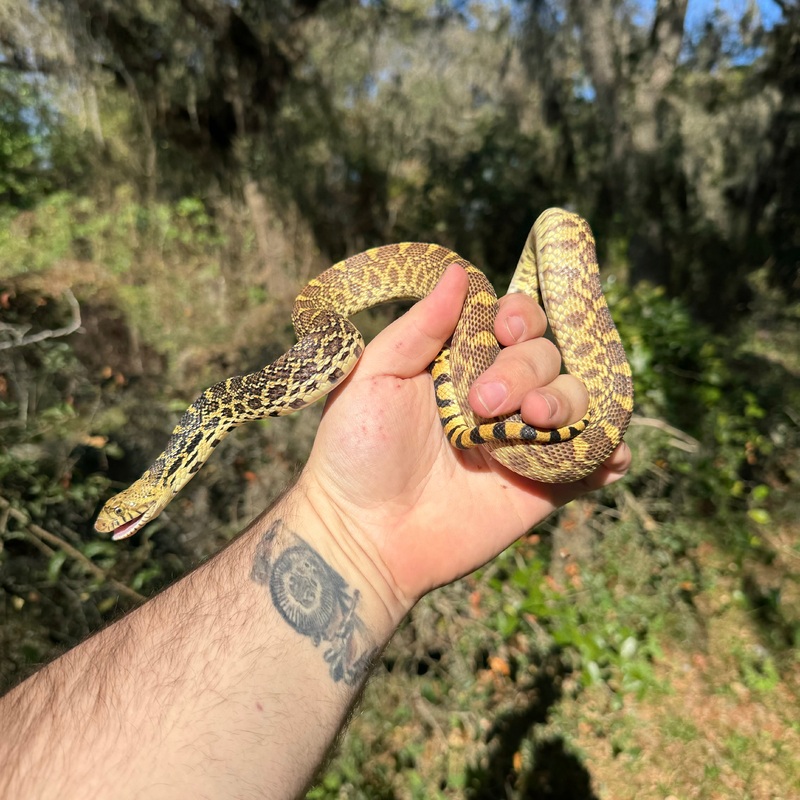 Bullsnake