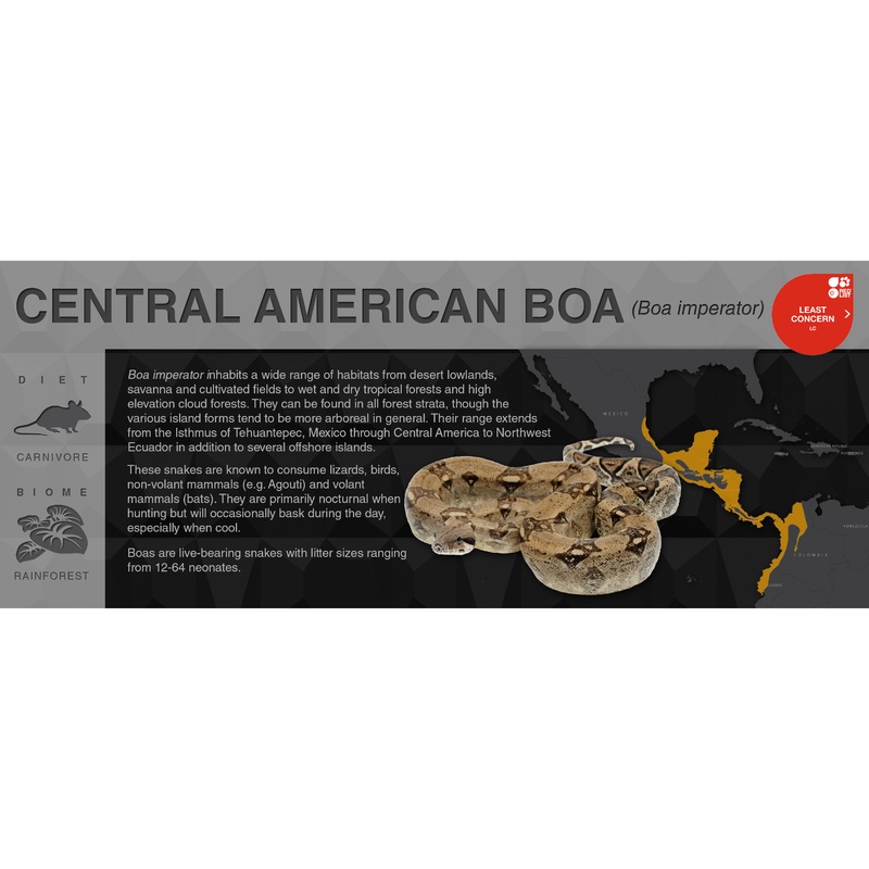 Central American Boa (Boa imperator) – Black Series Vivarium Label Black